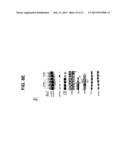 TRANSGENIC MAMMALLS MODIFIED IN BRI PROTEIN EXPRESSION diagram and image