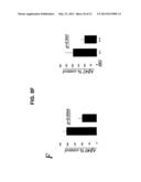 TRANSGENIC MAMMALLS MODIFIED IN BRI PROTEIN EXPRESSION diagram and image