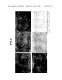 TRANSGENIC MAMMALLS MODIFIED IN BRI PROTEIN EXPRESSION diagram and image