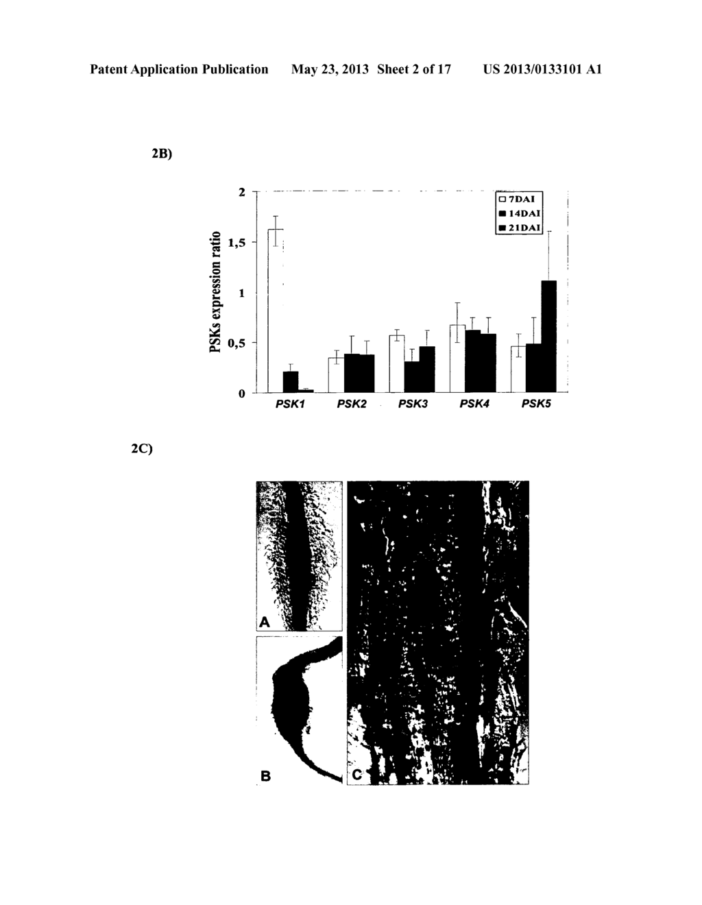 PLANTS RESISTANT TO PATHOGENS AND METHODS FOR PRODUCTION THEREOF - diagram, schematic, and image 03