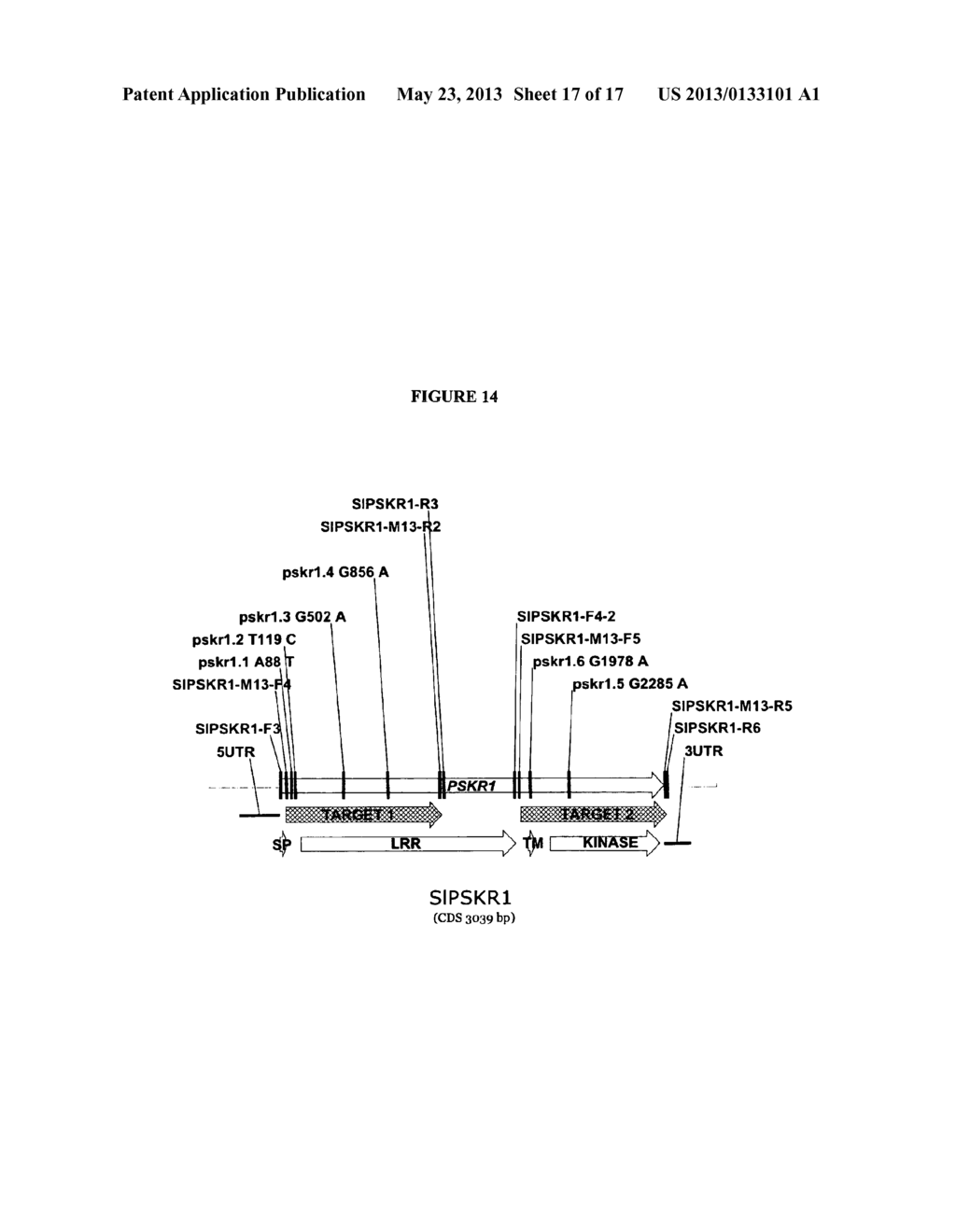 PLANTS RESISTANT TO PATHOGENS AND METHODS FOR PRODUCTION THEREOF - diagram, schematic, and image 18