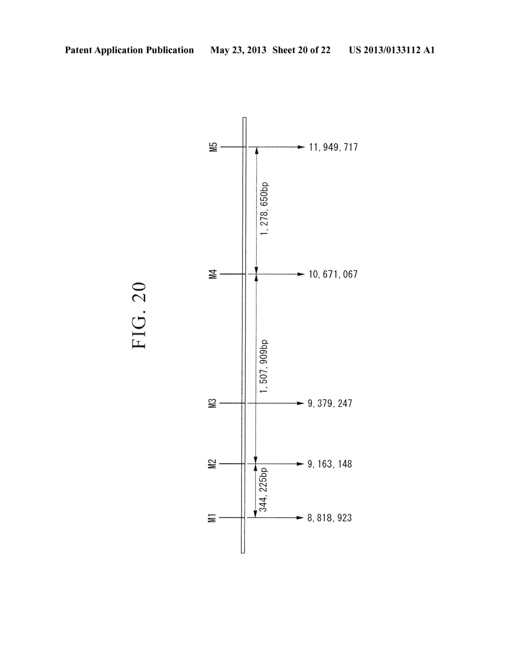 METHOD OF PLANT GENOME DESIGN, METHOD OF CREATING NEW CULTIVAR AND NEW     CULTIVAR - diagram, schematic, and image 21