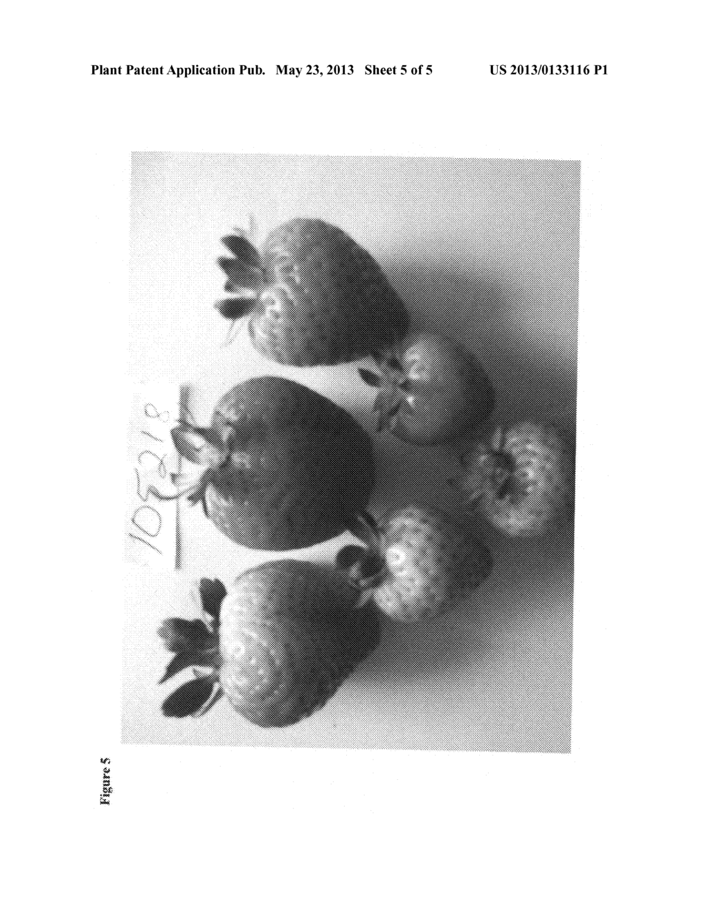 Strawberry plant named 'Zarina' - diagram, schematic, and image 07