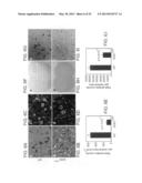 Angiogenin and Variants Thereof for Treatment of Neurodegenerative     Diseases diagram and image