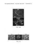 Angiogenin and Variants Thereof for Treatment of Neurodegenerative     Diseases diagram and image