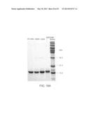 Angiogenin and Variants Thereof for Treatment of Neurodegenerative     Diseases diagram and image