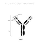 NOVEL MUTATED HUMANIZED 12G4 ANTIBODIES AND THE FRAGMENTS THEREOF AGAINST     THE HUMAN ANTI-MULLERIAN HORMONE RECEPTOR TYPE II diagram and image