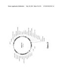 NOVEL MUTATED HUMANIZED 12G4 ANTIBODIES AND THE FRAGMENTS THEREOF AGAINST     THE HUMAN ANTI-MULLERIAN HORMONE RECEPTOR TYPE II diagram and image