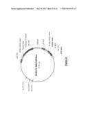 NOVEL MUTATED HUMANIZED 12G4 ANTIBODIES AND THE FRAGMENTS THEREOF AGAINST     THE HUMAN ANTI-MULLERIAN HORMONE RECEPTOR TYPE II diagram and image