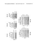 PAXILLIN AS A THERAPEUTIC OR DIAGNOSTIC MARKER FOR CANCER diagram and image