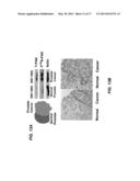 PAXILLIN AS A THERAPEUTIC OR DIAGNOSTIC MARKER FOR CANCER diagram and image