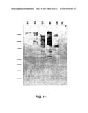 MODIFIED SURFACE ANTIGEN diagram and image