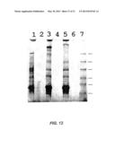 MODIFIED SURFACE ANTIGEN diagram and image