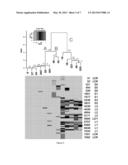 HPV DNA Methylation Patterns of Diagnostic or Prognostic Significance in     Cervical Cancer Screening diagram and image