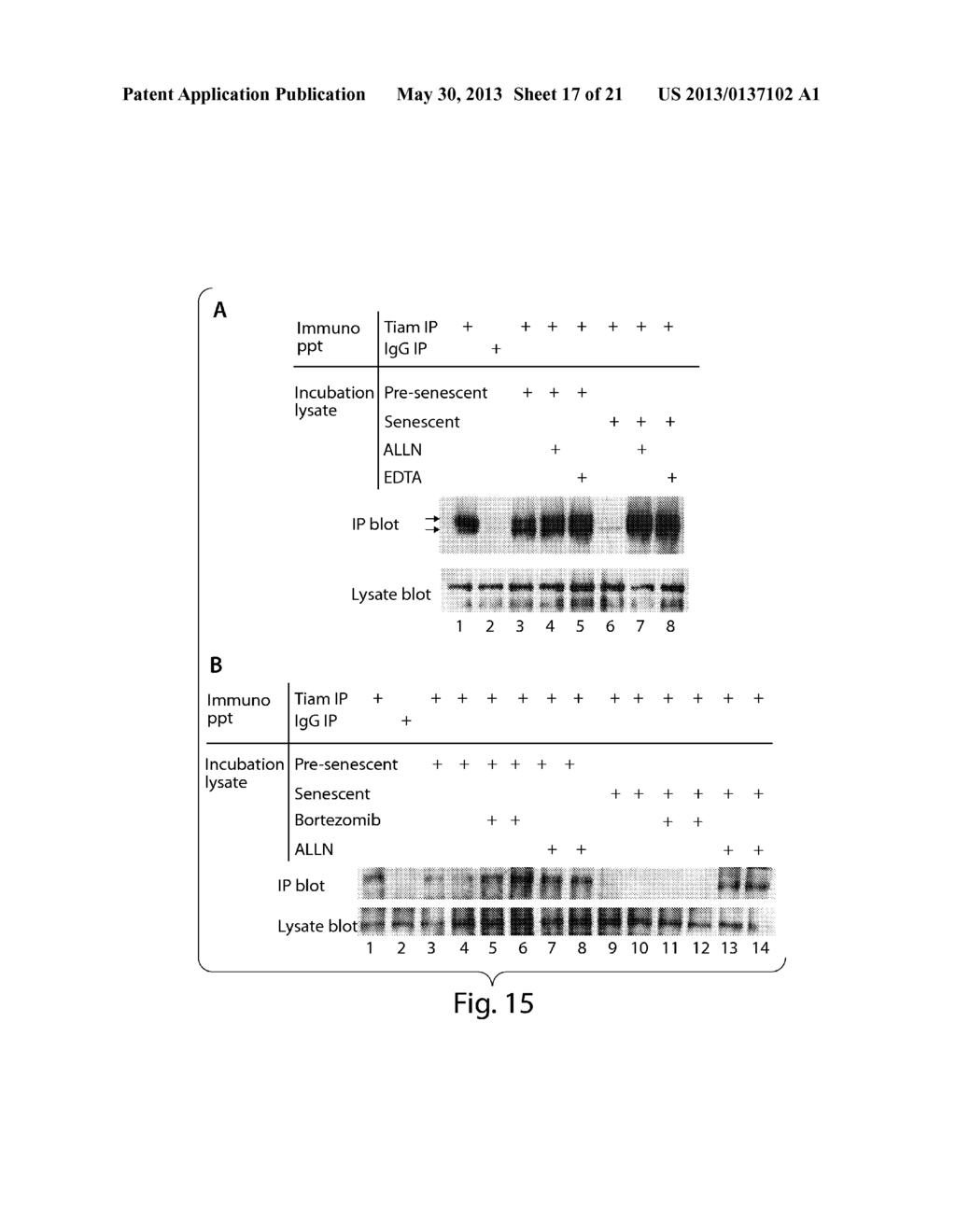 Methods and kits for modulating tumor invasiveness and metastatic     potential - diagram, schematic, and image 18