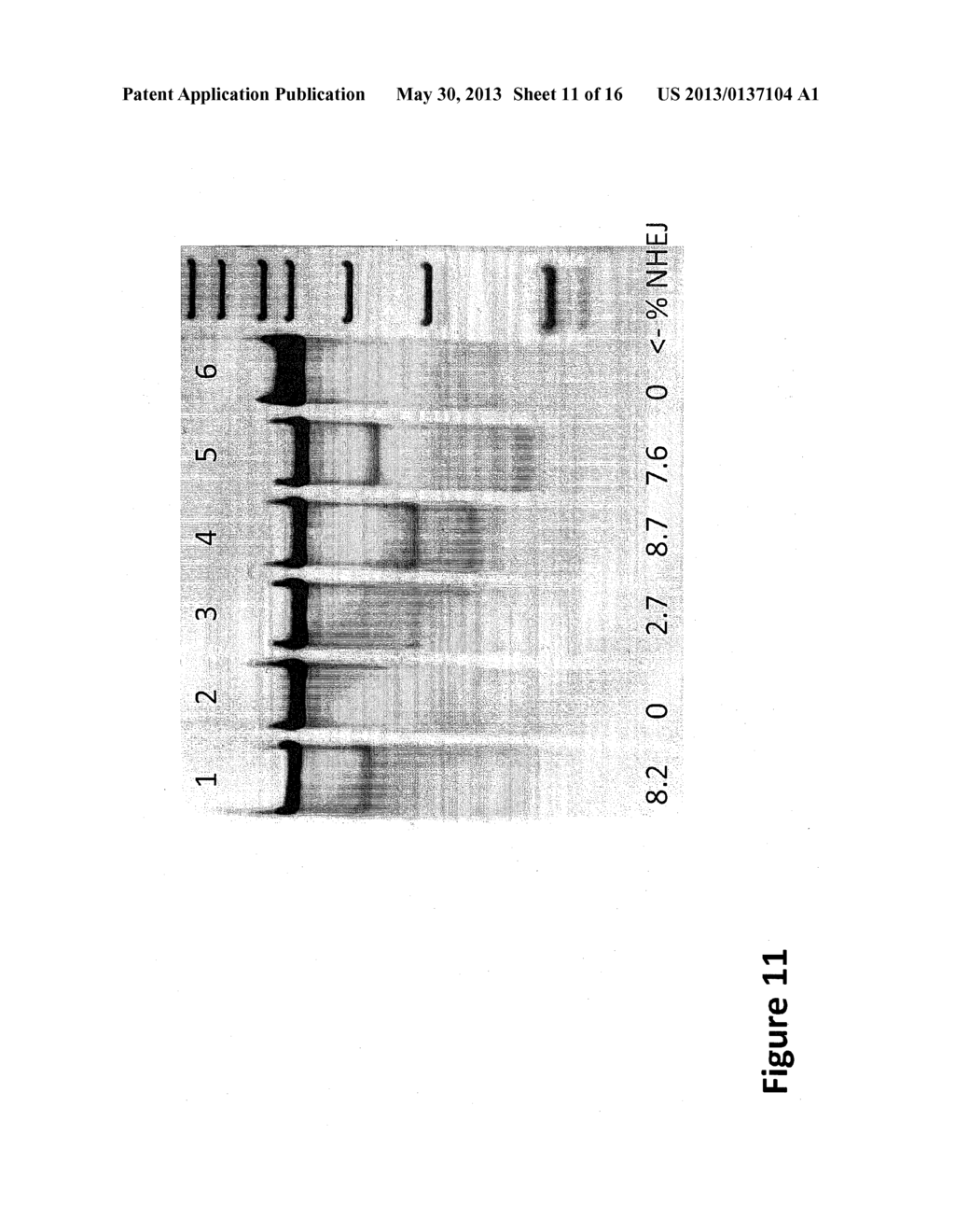 METHODS AND COMPOSITIONS FOR MODIFICATION OF THE HPRT LOCUS - diagram, schematic, and image 12