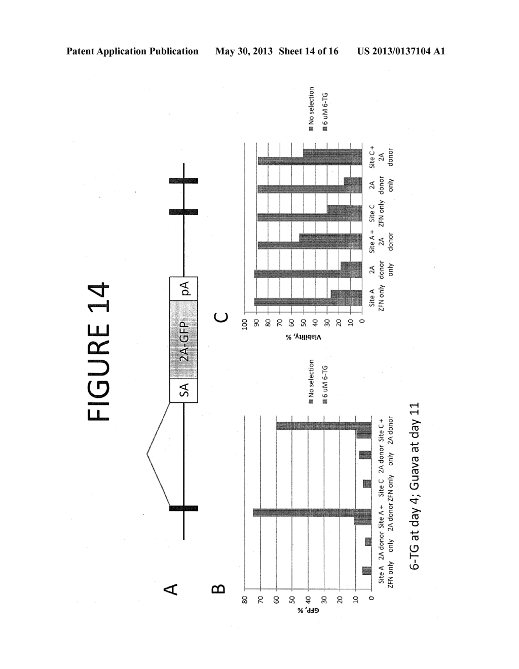 METHODS AND COMPOSITIONS FOR MODIFICATION OF THE HPRT LOCUS - diagram, schematic, and image 15