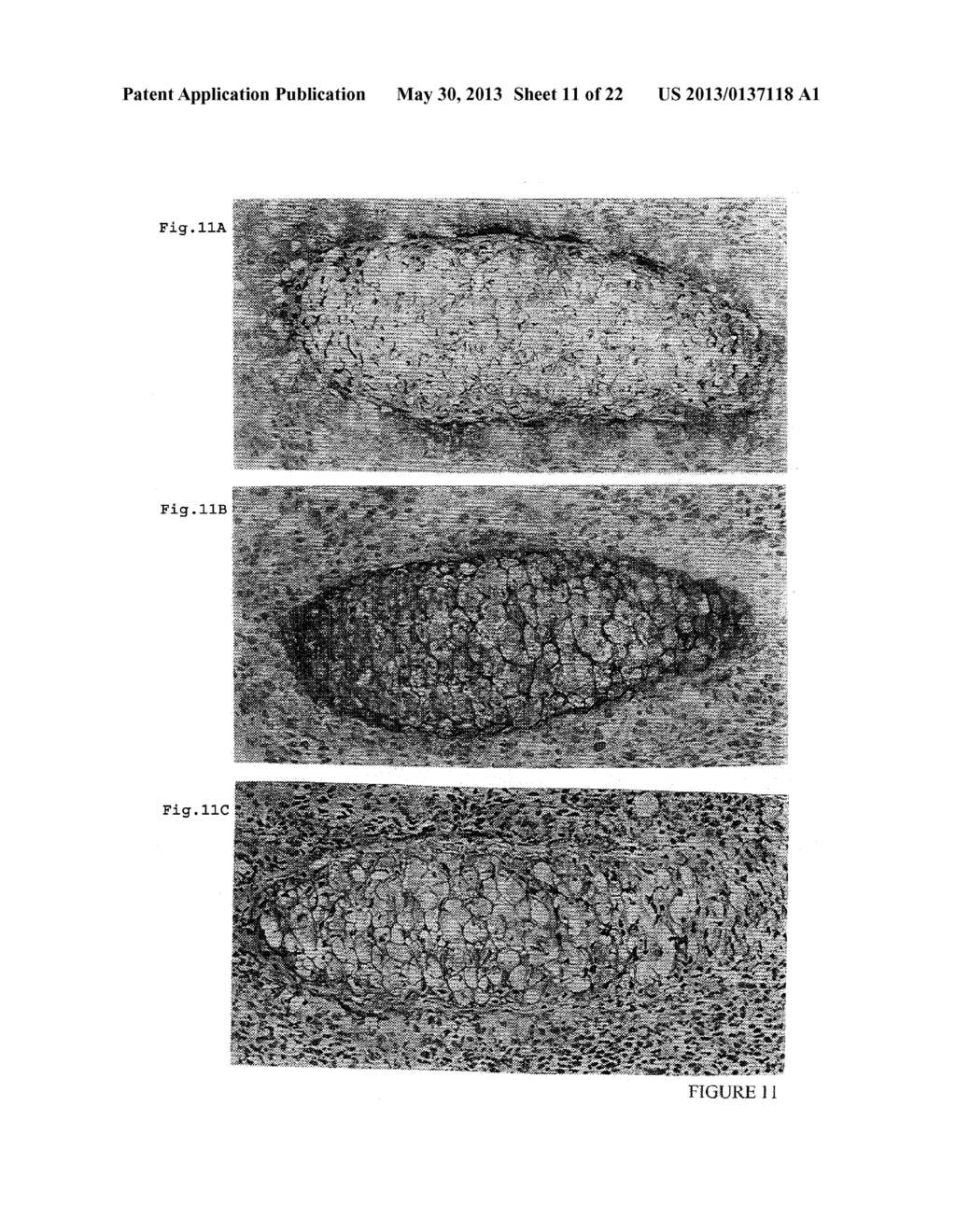 INTEGRIN HETERODIMER AND A SUBUNIT THEREOF - diagram, schematic, and image 12