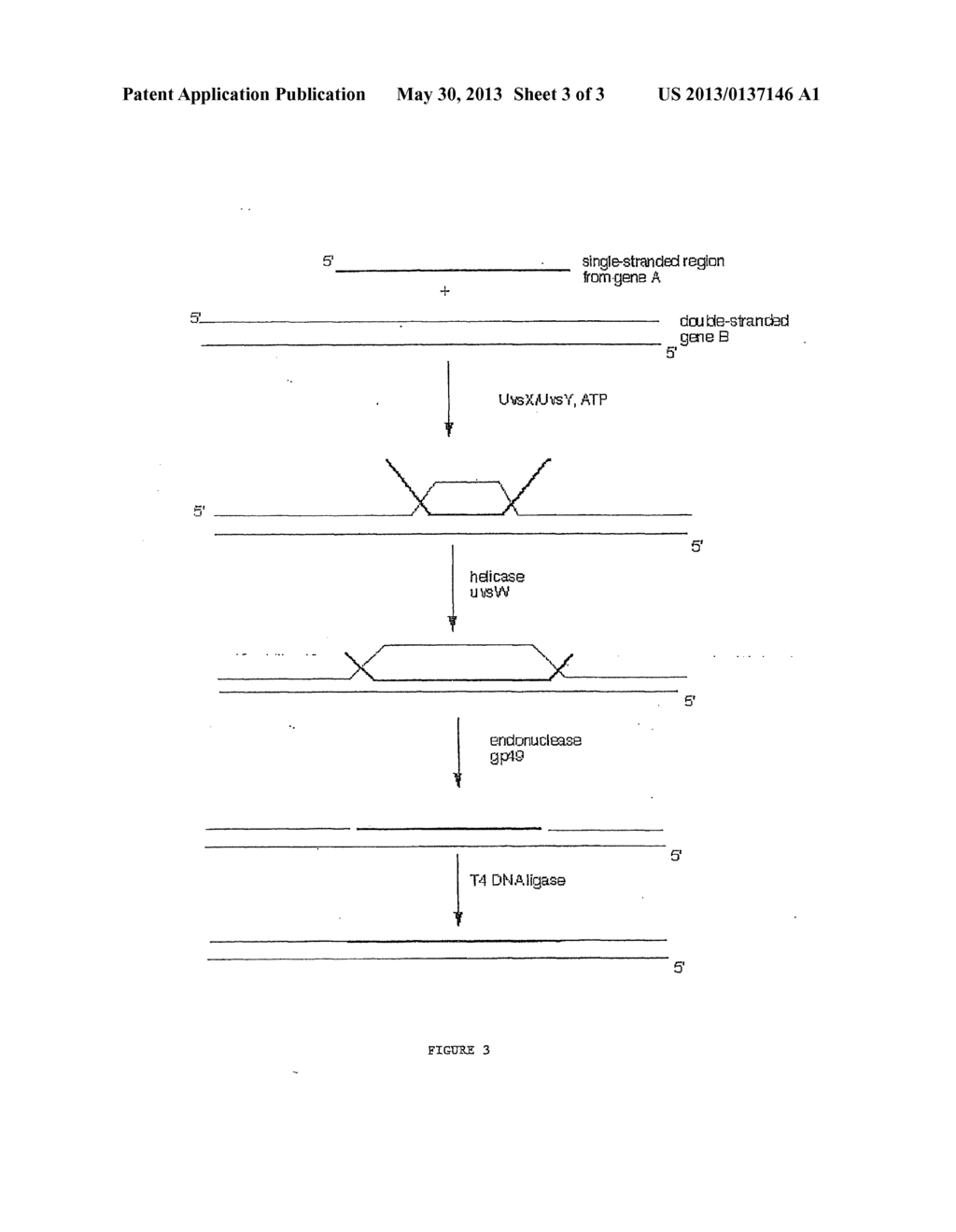 METHODS FOR NUCLEIC ACID MANIPULATION - diagram, schematic, and image 04