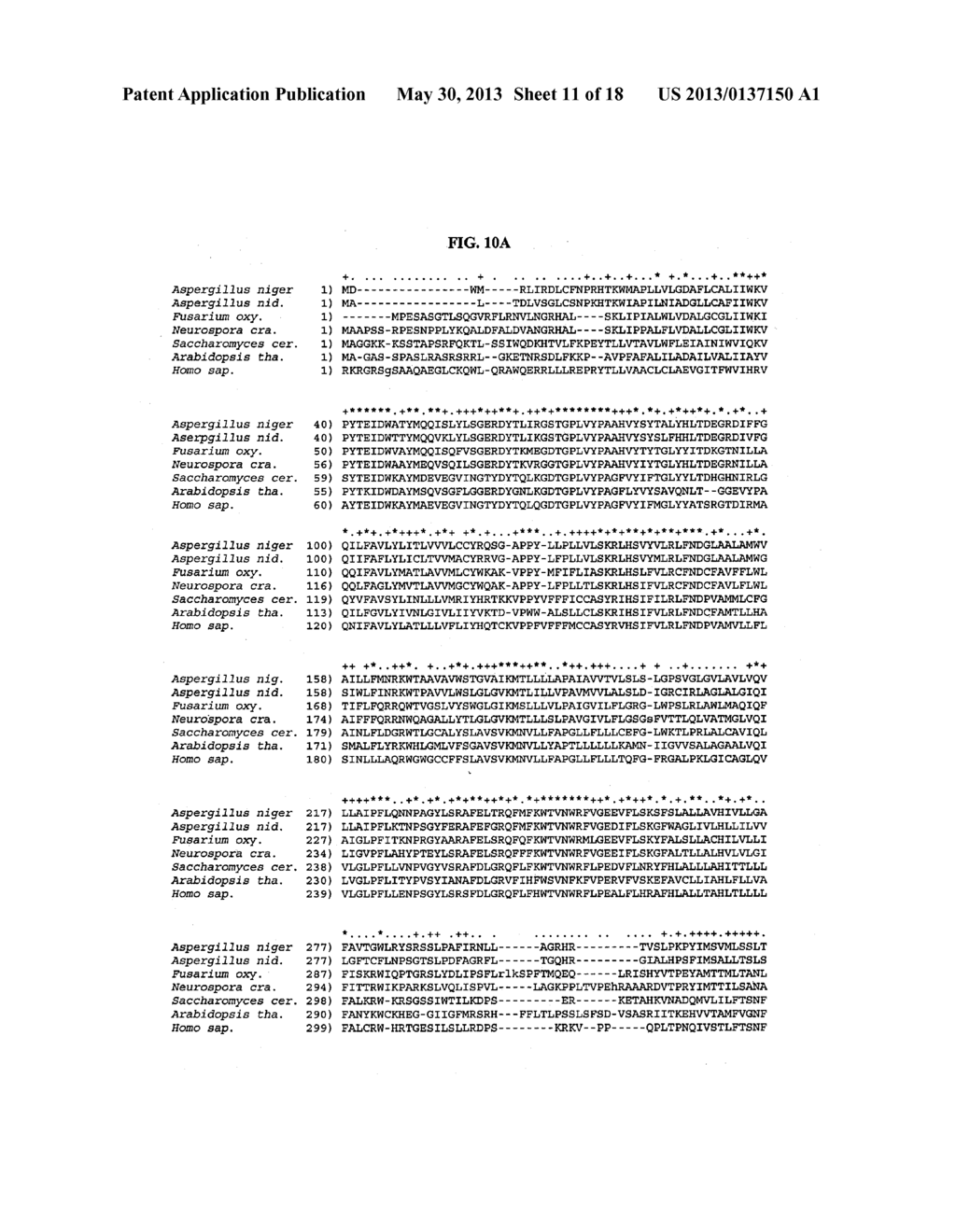 ENHANCED CITRIC ACID PRODUCTION IN ASPERGILLUS WITH INACTIVATED     ASPARAGINE-LINKED GLYCOSYLATION PROTEIN 3 (ALG3), AND/OR INCREASED LAEA     EXPRESSION - diagram, schematic, and image 12