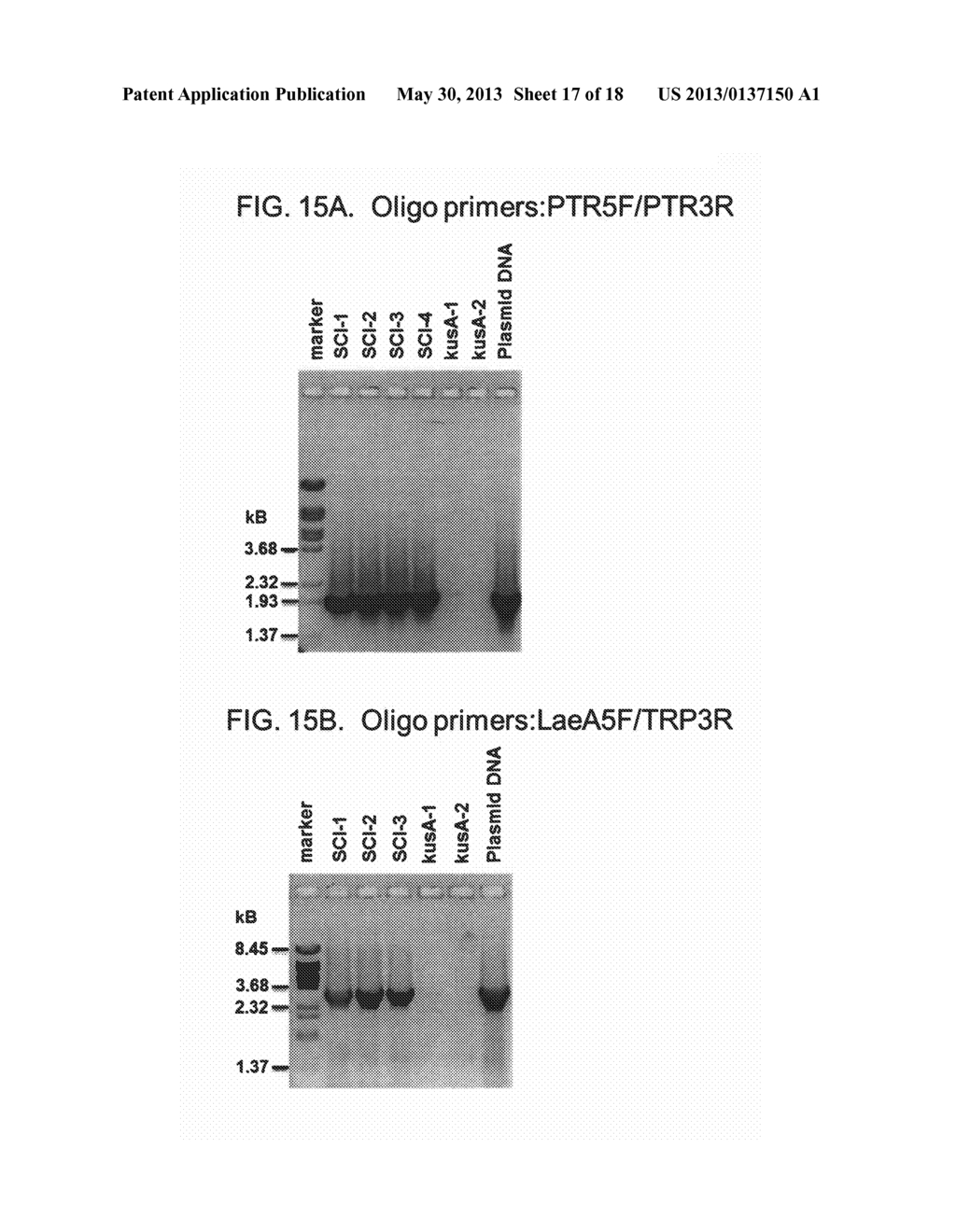 ENHANCED CITRIC ACID PRODUCTION IN ASPERGILLUS WITH INACTIVATED     ASPARAGINE-LINKED GLYCOSYLATION PROTEIN 3 (ALG3), AND/OR INCREASED LAEA     EXPRESSION - diagram, schematic, and image 18