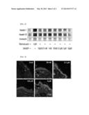 PHARMACEUTICAL OR COSMETIC COMPOSITION CONTAINING NICOTINIC ACID ADENINE     DINUCLEOTIDE PHOSPHATE OR DERIVATIVE THEREOF diagram and image