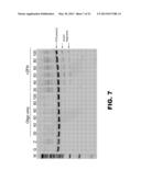 GENOME EDITING USING TARGETING ENDONUCLEASES AND SINGLE-STRANDED NUCLEIC     ACIDS diagram and image