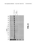 GENOME EDITING USING TARGETING ENDONUCLEASES AND SINGLE-STRANDED NUCLEIC     ACIDS diagram and image