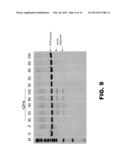 GENOME EDITING USING TARGETING ENDONUCLEASES AND SINGLE-STRANDED NUCLEIC     ACIDS diagram and image