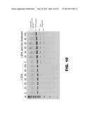 GENOME EDITING USING TARGETING ENDONUCLEASES AND SINGLE-STRANDED NUCLEIC     ACIDS diagram and image