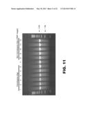 GENOME EDITING USING TARGETING ENDONUCLEASES AND SINGLE-STRANDED NUCLEIC     ACIDS diagram and image