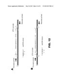 GENOME EDITING USING TARGETING ENDONUCLEASES AND SINGLE-STRANDED NUCLEIC     ACIDS diagram and image