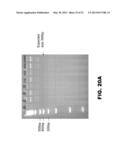 GENOME EDITING USING TARGETING ENDONUCLEASES AND SINGLE-STRANDED NUCLEIC     ACIDS diagram and image