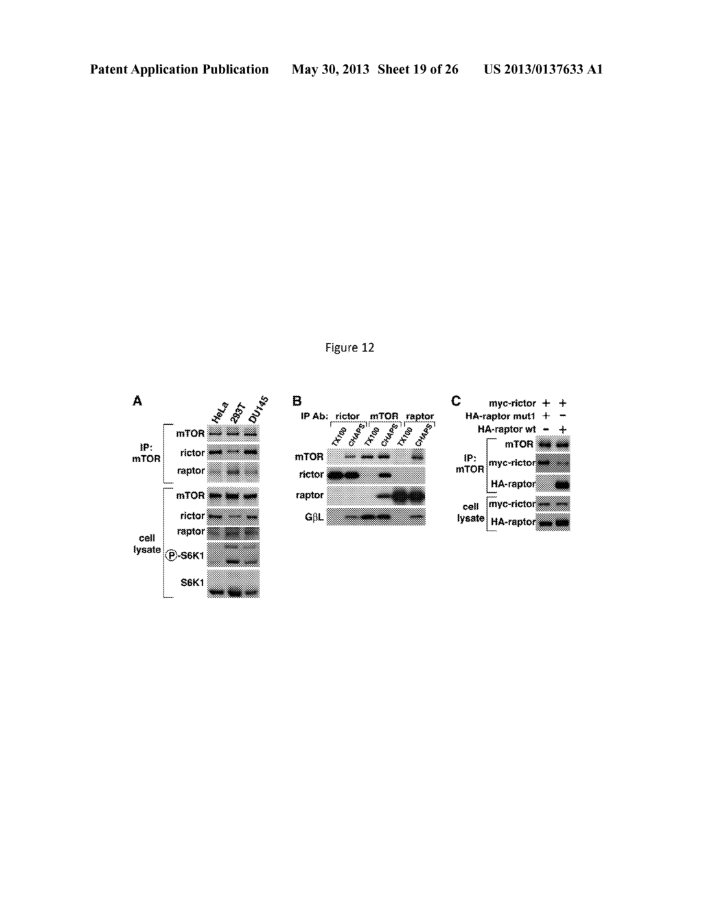 mTOR KINASE-ASSOCIATED PROTEINS - diagram, schematic, and image 20