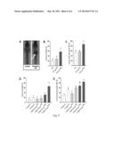 DOUBLE-STRANDED RNA-BASED NANOPARTICLES FOR INSECT GENE SILENCING diagram and image