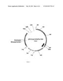 TUMOR THERAPY WITH REPLICATION COMPETENT SINDBIS VIRAL VECTORS diagram and image