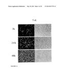 SYSTEM FOR DELIVERING THERAPEUTIC AGENTS INTO LIVING CELLS AND CELLS     NUCLEI diagram and image