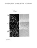 SYSTEM FOR DELIVERING THERAPEUTIC AGENTS INTO LIVING CELLS AND CELLS     NUCLEI diagram and image