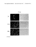 SYSTEM FOR DELIVERING THERAPEUTIC AGENTS INTO LIVING CELLS AND CELLS     NUCLEI diagram and image