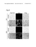 FUSED CYCLOOCTYNE COMPOUNDS AND THEIR USE IN METAL-FREE CLICK REACTIONS diagram and image