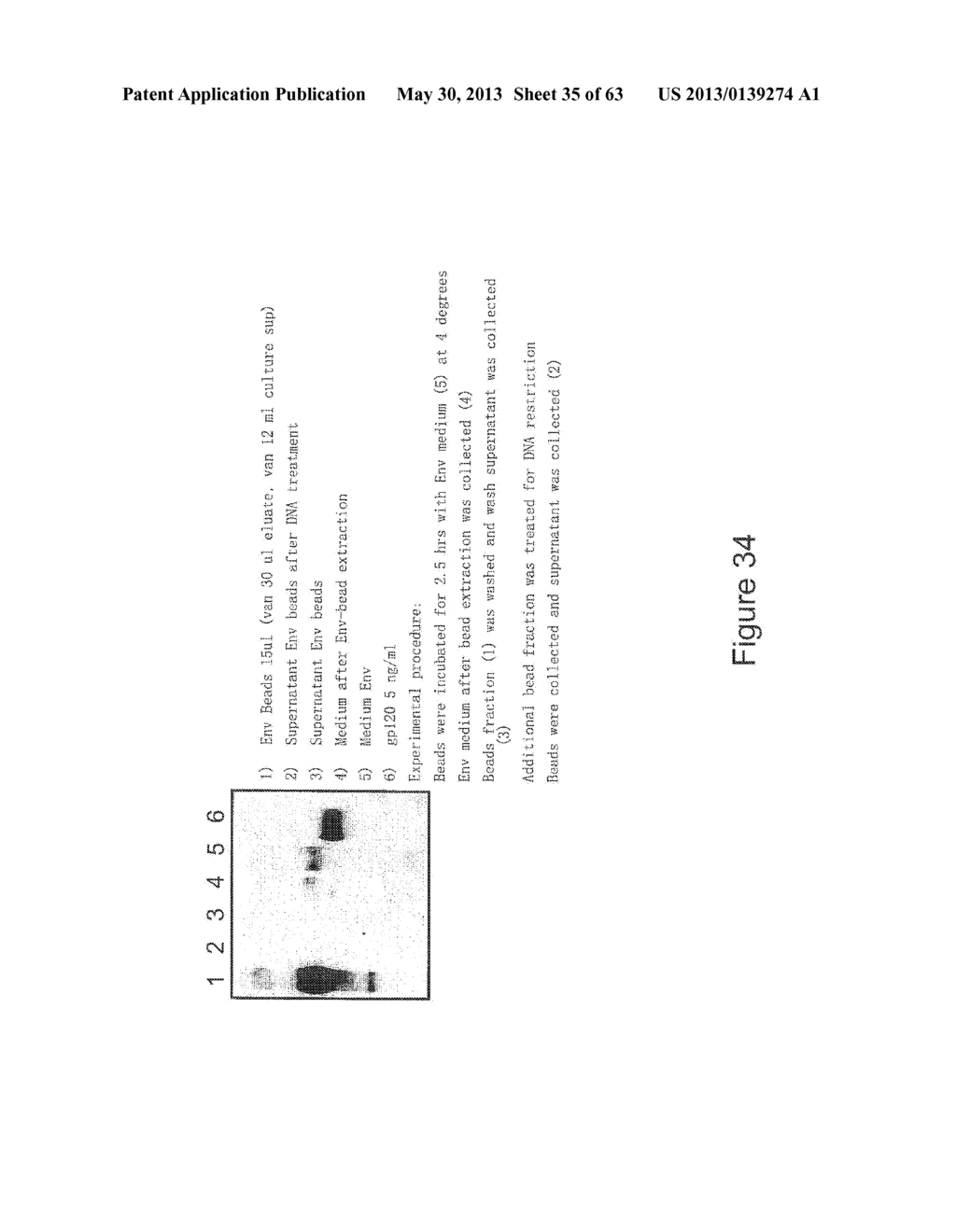 B-CELL STIMULATING FUSION PROTEINS OF AN ANTIGEN WITH BAFF OR APRIL - diagram, schematic, and image 36