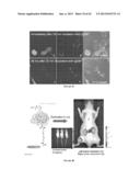 MULTIFUNCTIONAL DEGRADABLE NANOPARTICLES WITH CONTROL OVER SIZE AND     FUNCTIONALITIES diagram and image