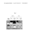 EXTRACTS OF CYATHUS STRIATUS MUSHROOMS, PHARMACEUTICAL COMPOSITIONS     COMPRISING THEM AND A NEW CYATHUS STRIATUS STRAIN diagram and image