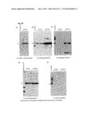 RECOMBINANT INFLUENZA VIRUS-LIKE PARTICLES (VLPS) PRODUCED IN TRANSGENIC     PLANTS EXPRESSING HEMAGGLUTININ diagram and image