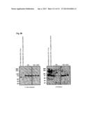 RECOMBINANT INFLUENZA VIRUS-LIKE PARTICLES (VLPS) PRODUCED IN TRANSGENIC     PLANTS EXPRESSING HEMAGGLUTININ diagram and image