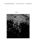 RECOMBINANT INFLUENZA VIRUS-LIKE PARTICLES (VLPS) PRODUCED IN TRANSGENIC     PLANTS EXPRESSING HEMAGGLUTININ diagram and image