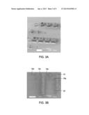 COMPOSITIONS AND METHODS TO FABRICATE A PHOTOACTIVE SUBSTRATE SUITABLE FOR     SHAPED GLASS STRUCTURES diagram and image