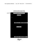 HIGHLY SENSITIVE METHOD FOR DETECTION OF VIRAL HIV DNA REMAINING AFTER     ANTIRETROVIRAL THERAPY OF AIDS PATIENTS diagram and image