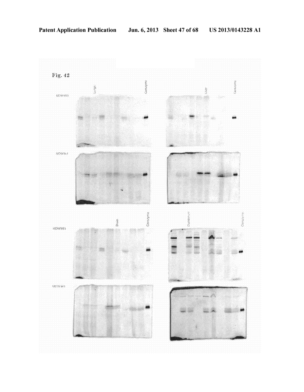 ACTIVITY BASED PROBES (ABPs) INTERACTING WITH GLYCOSIDASES - diagram, schematic, and image 48