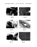 METHOD OF PRODUCING THE POLYPEPTIDE FOR TREATING VIRUS-INDUCED CANCER diagram and image